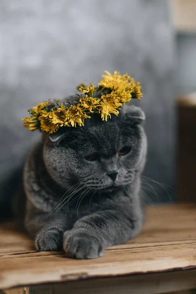 Pisica Gri Rasei Scoțiene Fundal Gri Coroană Flori Păpădie Cap — Fotografie, imagine de stoc