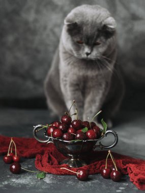 Eski bir kasede kırmızı bir kiraz uzun kırmızı bir peçetenin üzerinde duruyor. Yanımda gri bir İskoç kedisi oturuyor. Gri, karanlık bir arka planda hayat. Yaz havası..
