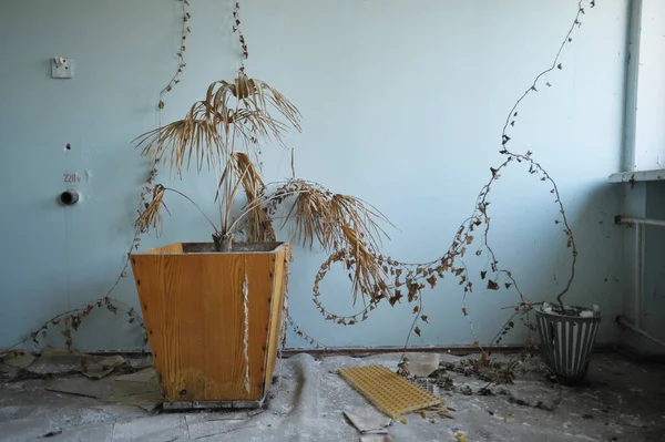 Pote Plantas Desbotadas Hospital Zona Chernobyl Erva Edifício Abandonado Pripyat — Fotografia de Stock