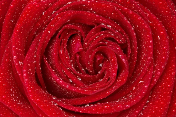 Крупный План Капель Росы Красной Розе — стоковое фото