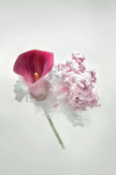 Purpurowa Calla Różowej Chmurze Atramentu — Zdjęcie stockowe