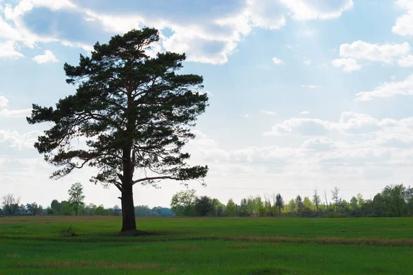 Yalnız ağaç, mavi gökyüzünün üzerinde duruyor bulutlarla ve kırılan güneş ışınlarıyla