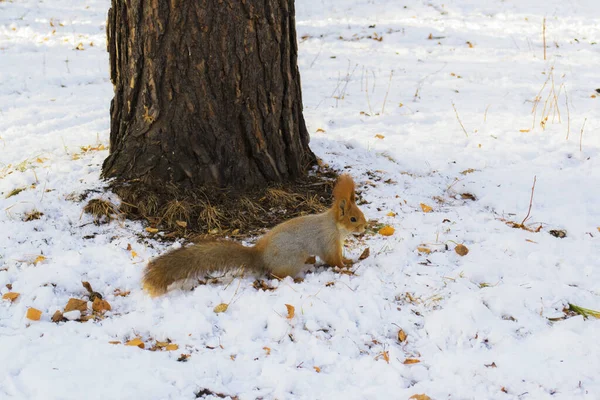 Bir ağacın yanındaki kış ormanında kahverengi bir sincap karda duruyor.