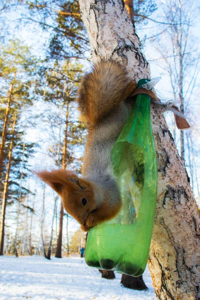Yeşil bir şişenin yanındaki ağaçta asılı duran ve kış ormanlarında fındık yiyen kahverengi sincap.