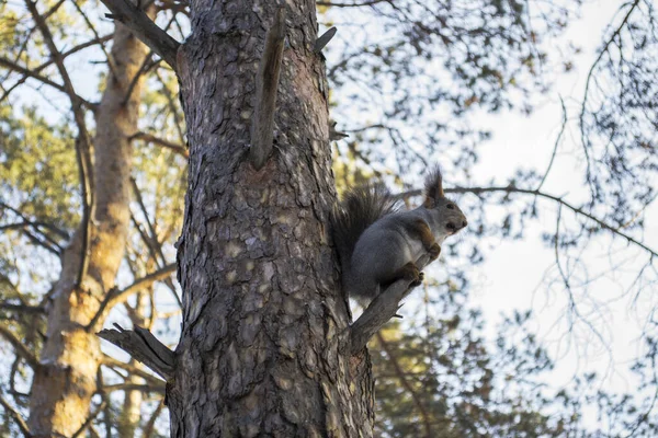 Kahverengi sincap, kış ormanındaki bir ağaç dalının tepesinde, ağzında fındıkla oturuyor.