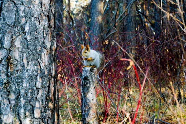 Mavi gökyüzünde yükselen bulutlar şehrin evlerinin üzerinde.