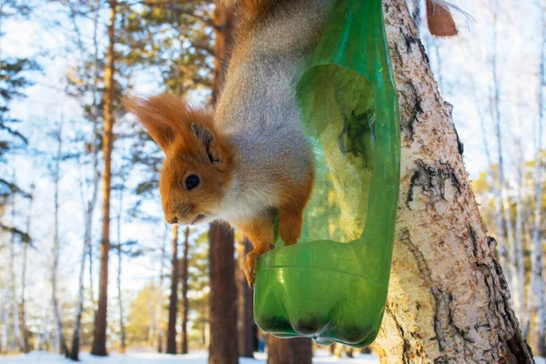 Kışın ormanda fındıklı yeşil bir şişeye asılı kahverengi sincap.