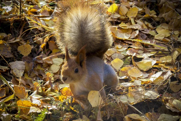 Sonbahar ormanlarında yapraklardan oluşan bir arka planda tüylü kuyruklu kahverengi sincap koşuyor.