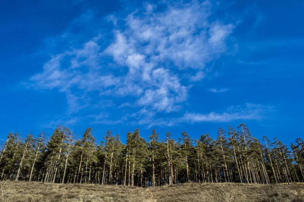 Yeşil orman ve sarı tarla Bulutlu mavi gökyüzüne karşı