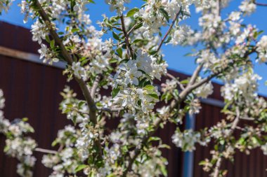 Baharda bahçede çiçek açan elma ağacı bahçedeki bir çitin arkasında.