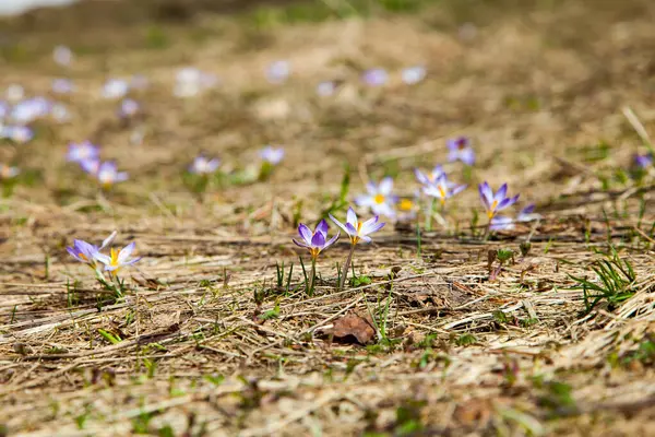 크로커스꽃은 겨울이 개간지에서 자란다 — 스톡 사진