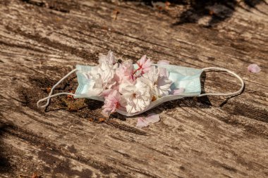 Bahar çiçekleri, ahşap bir arka planda koruyucu bir tıbbi maskenin içinde yatar. Sakura, karahindiba. Coronavirus karantina konsepti. 