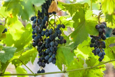 Sarmaşıkta olgun kırmızı şarap üzümlerinin yakın çekimi.