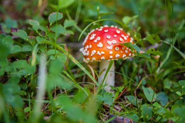 Ormanın arka planında Kızıl Sinek (Amanita muscaria). Çimlerde kırmızı mantar.