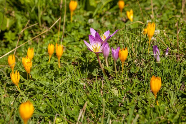 Krokus Kwiat Rośnie Zielonej Łące Lecie Między Innymi Krokusów — Zdjęcie stockowe