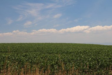 Bir tarlada büyüyen mısır bitkileri