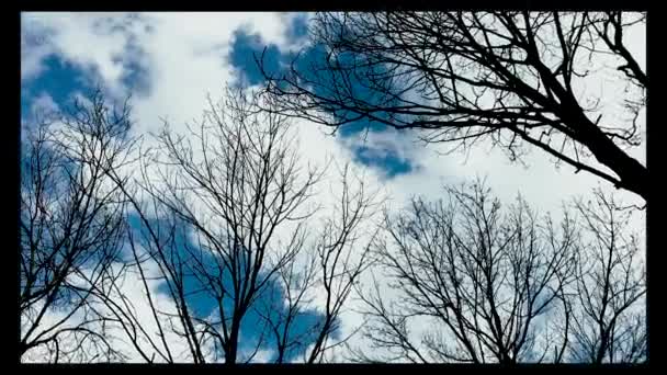 Vista inferior em árvores com céu azul e nuvens em um outono, inverno, dia de primavera. Rotação lenta ao olhar . — Vídeo de Stock