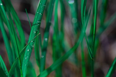 Yeşil çimlerin üzerinde bir çiy damlası var. Arkaplan, yaz.