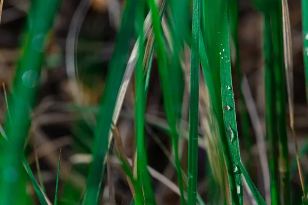 Une Goutte Rosée Gît Sur Herbe Verte Contexte Été — Photo