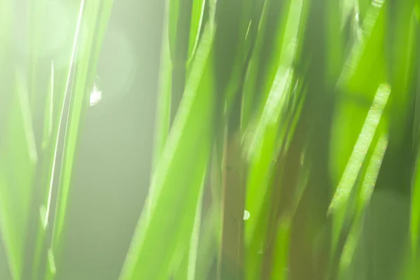一滴露珠落在阳光下的青草上 — 图库照片