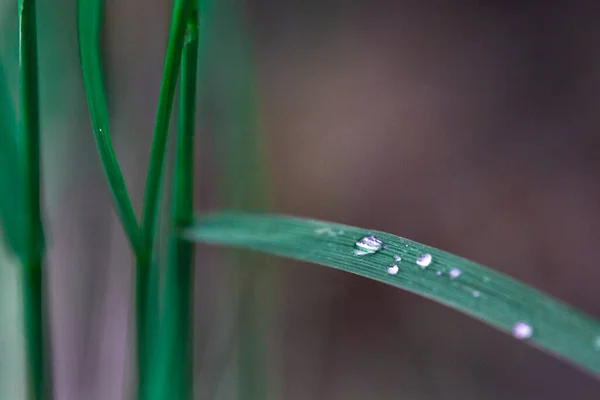 露の一滴が緑の草の上にある — ストック写真