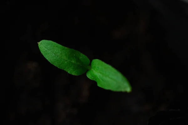 Groene zaailingen, spruiten groeien uit de bodem, zwarte grond, jong, macro — Stockfoto