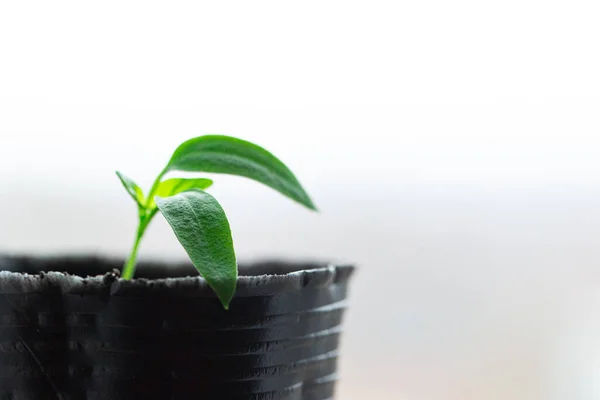 Pianta giovane in vaso, su fondo bianco, di profilo, macro — Foto Stock