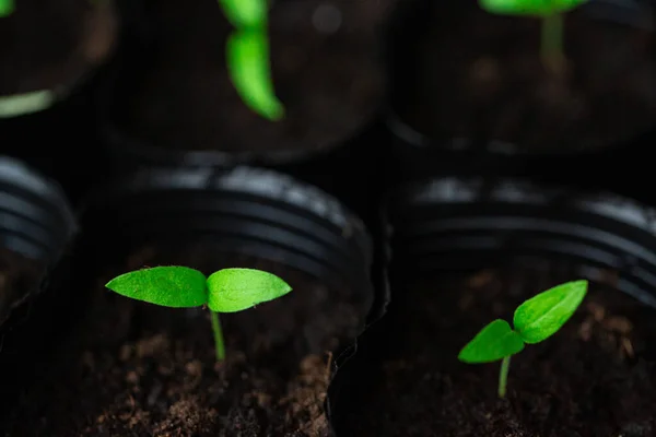 Piantine verdi, germogli che crescono dal suolo, terreno nero, giovane, macro — Foto Stock