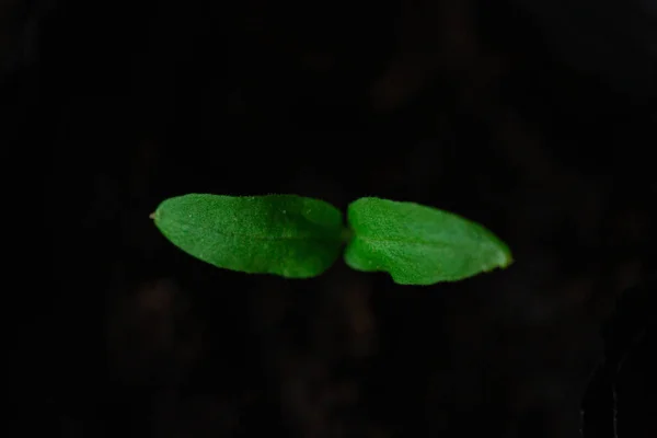 Green seedlings, sprouts growing from the soil, black soil, young, macro — Stock Photo, Image