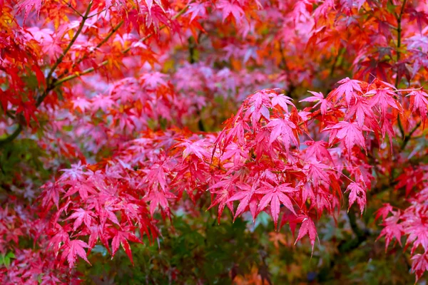 Feuille d'érable, feuille d'érable rouge japonais sélectif focus dans le jardin — Photo