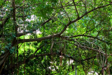 Büyük ağaçlar, sprawling.in park