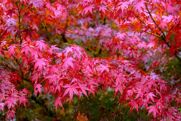 Hoja de arce, japonés rojo hoja de arce enfoque selectivo en el jardín . — Foto de Stock