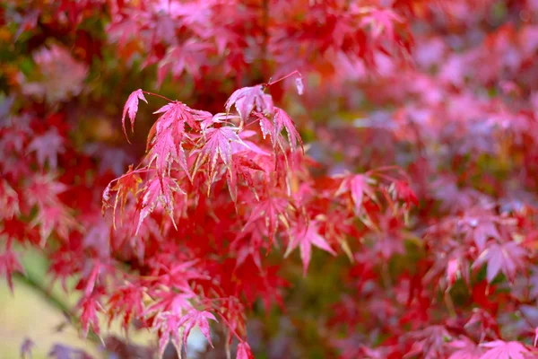 Feuille d'érable, feuille d'érable rouge japonais mise au point sélective dans le jardin fond abstrait . — Photo