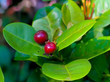 meyve veya tohum mahs chinensis lamk çiçek, Rubiaceae.