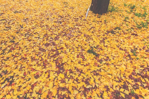 Autunno foglie raster sfondo — Foto Stock