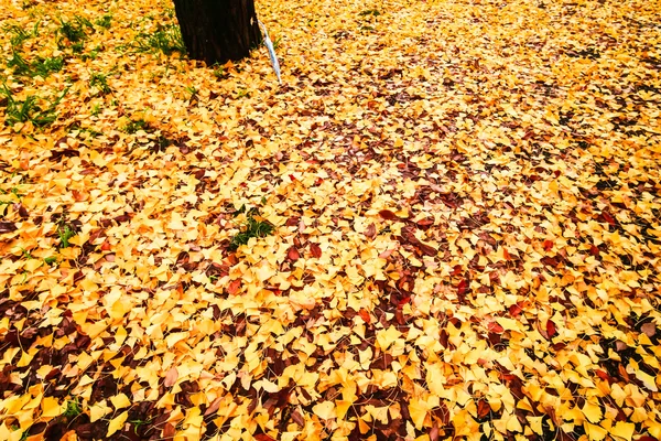 Feuilles d'automne fond raster — Photo