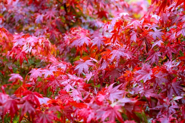 Liść klonu, japoński klon czerwony liść Selektywny fokus w garde — Zdjęcie stockowe