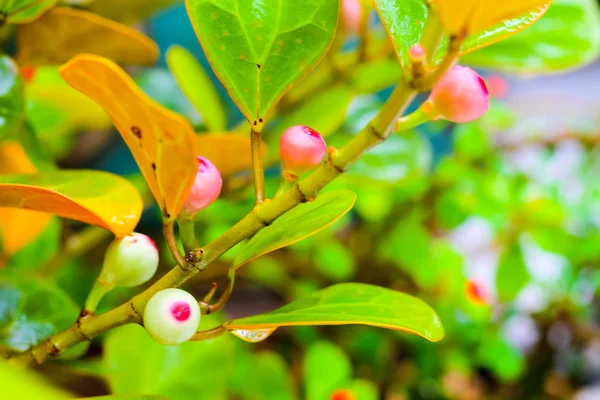 Ficus deltoidea, commonly known as mistletoe fig