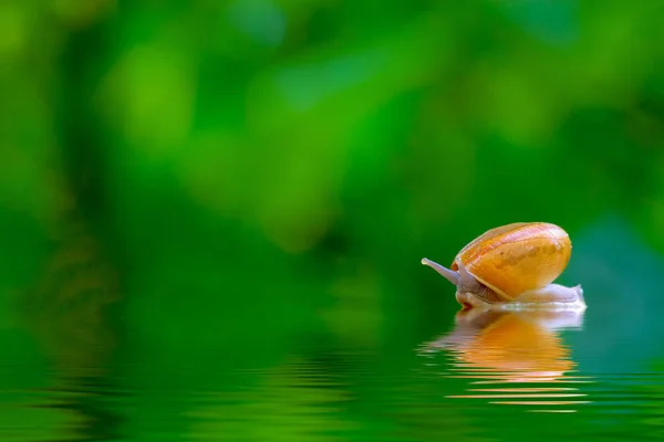 Snail on the water — Stock Photo, Image