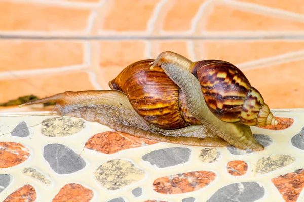 Caracol el uno sobre el otro —  Fotos de Stock