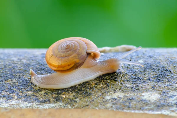 Snigel fånga den konkreta, vackra snigeln på betongen i den — Stockfoto