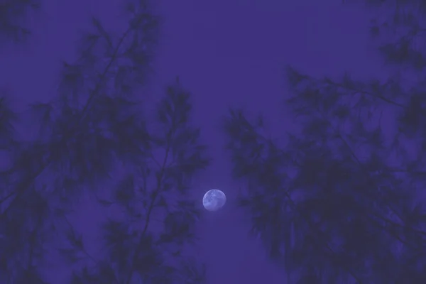 Lua com árvore fundo abstrato . — Fotografia de Stock