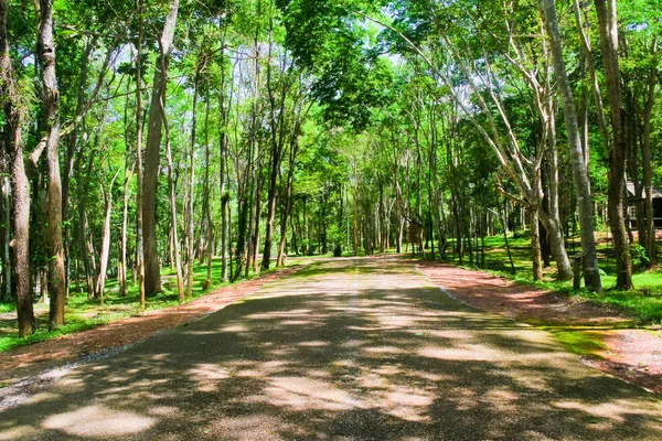 Árboles en un bosque verde, competencia de pinos a la luz del sol — Foto de Stock