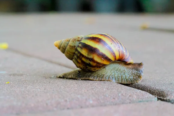 Escargot marchant sur le sol en béton — Photo