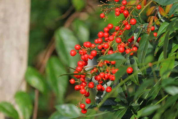 nandina domestica nandina, göksel bambu bilinen veya 