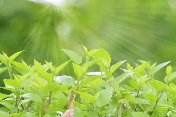 Crecimiento de hojas verdes con la luz del sol — Foto de Stock