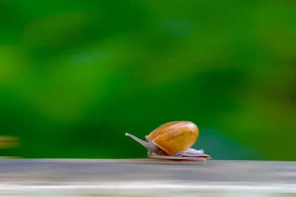 La competencia empresarial requiere un concepto de tiempo rápido. Caracol alto spee — Foto de Stock