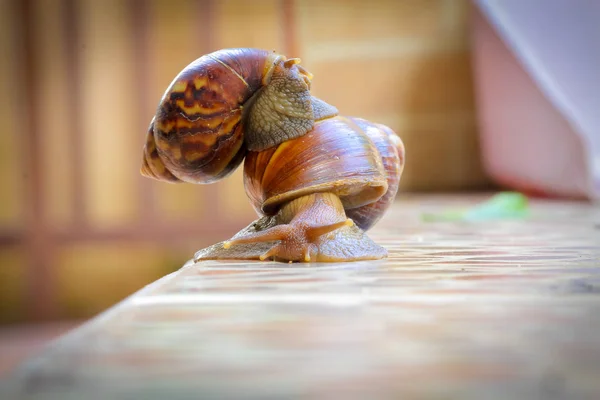 Nunca caminharás sozinho. Ajudando uns aos outros, compartilhando boa relação — Fotografia de Stock