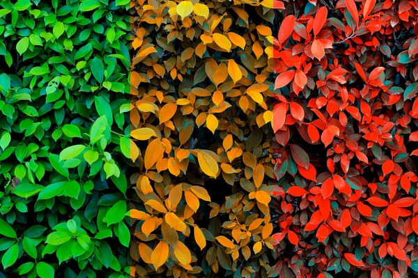 Foglie verdi sfondo cambiare colore al tempo di autunno — Foto Stock