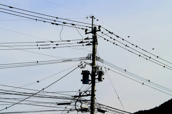 The coexistence of birds, wires and electric poles. — Stock Photo, Image